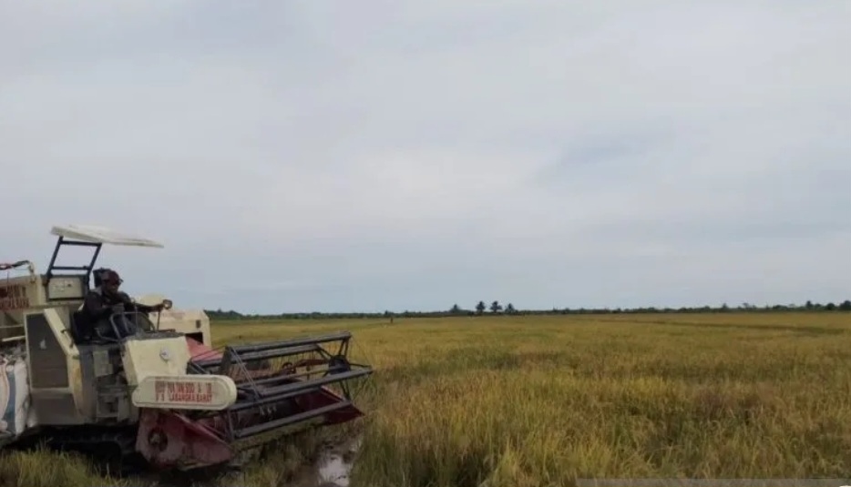 Bulog Serap 10.951 Ton Gabah dari Kabupaten Penajam dan Paser