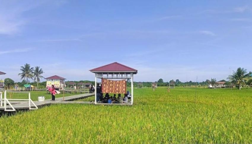 Dongkrak Panen, Kaltim Pede Terapkan Skema Tanam Padi Rapat