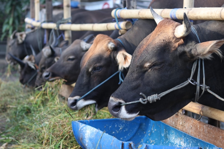 Pemkot Balikpapan Pastikan Hewan Ternak Untuk Kurban Aman Dan Sehat