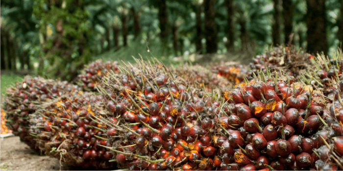 Kenaikan harga TBS pada Periode 16-31 Agustus 2023.