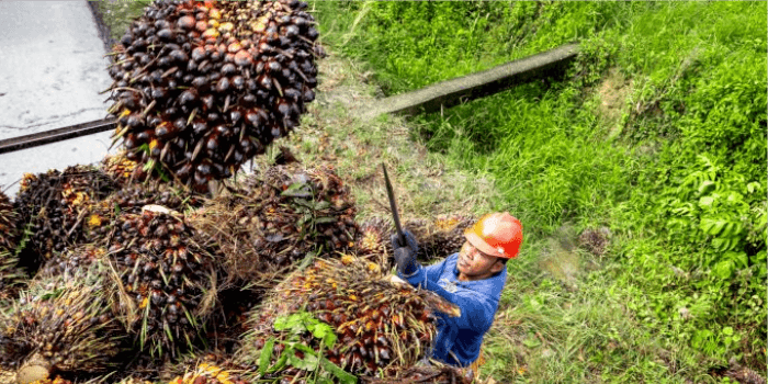 Perjuangan Isran Noor Buahkan Hasil, Kemenkeu Kucurkan DBH Sawit Bagi Daerah Penghasil