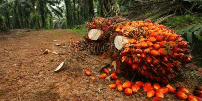 September 2023, Harga TBS Kembali Naik