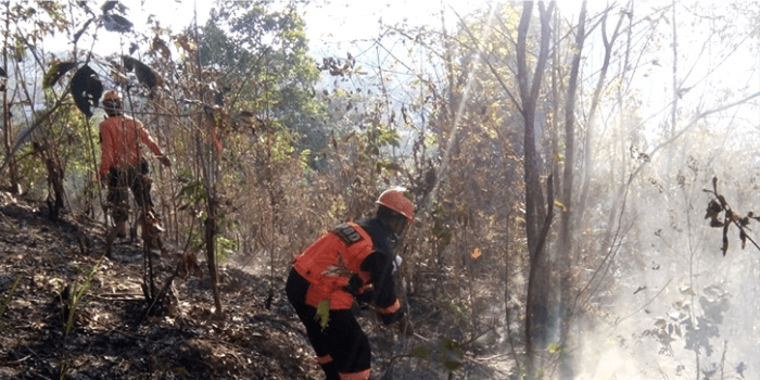 Kebakaran hutan hingga 1300 Hektar telah ditangani BPBD Kaltim.