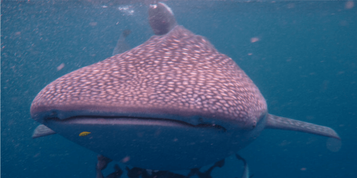 Sensasi berenang bersama hiu paus di Kalimantan Timur