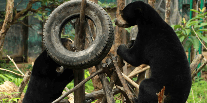 Menyelamatkan Beruang Madu dan Keanekaragaman Lingkungan