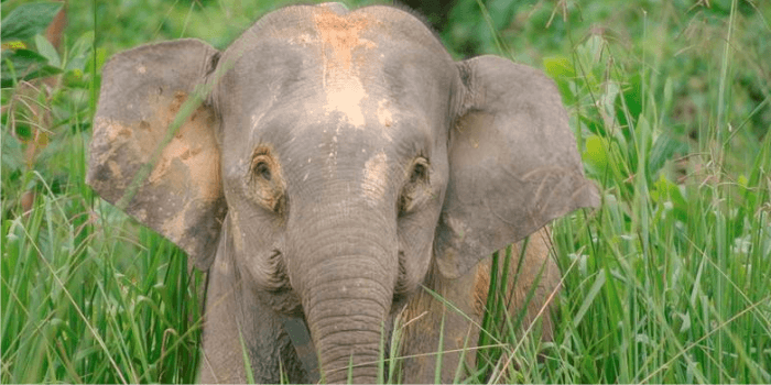 Gajah Kalimantan Merupakan Fauna Endemik Indonesia yang Terancam Kritis