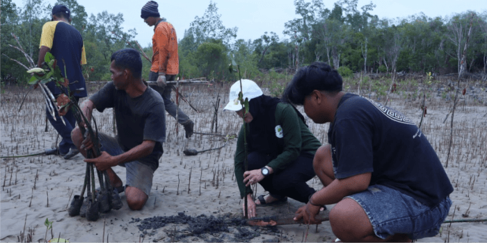 DKP Kaltim Tanam 50 Ribu Bibit Mangrove di Pantai Teluk Lingga
