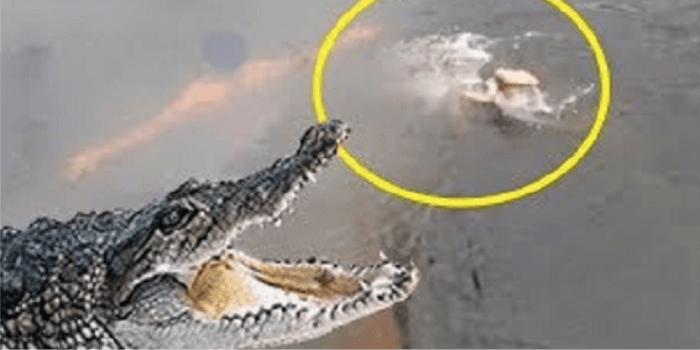 Pemuda Dicari Tim SAR setelah Diterkam Buaya saat Memasang Perangkap Kepiting