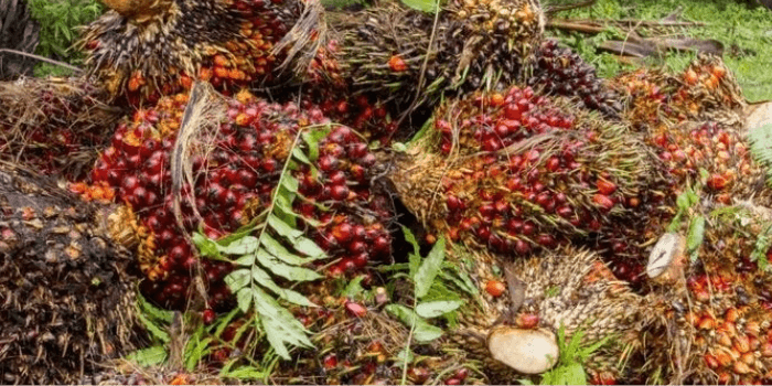 Harga TBS Kelapa Sawit Kembali Naik Pekan Ini di Provinsi Kalimantan Timur