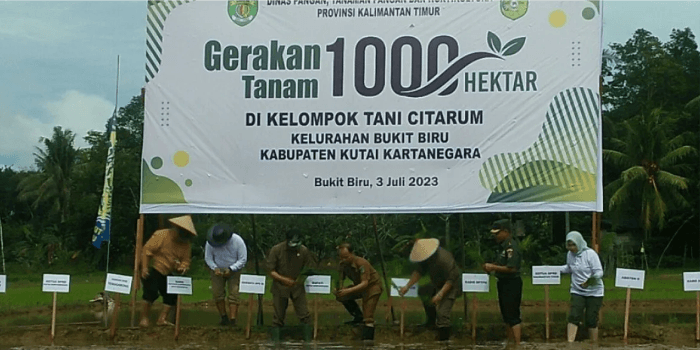 Perkiraan Produksi Beras Kaltim Hingga Akhir 2023: 125.227 Ton Kepemilikan Petani