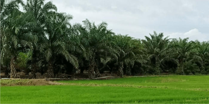 Pemerintah Kabupaten Penajam Paser Utara Didesak untuk Memperluas Lahan Pertanian dalam Menyongsong IKN Nusant