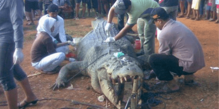 Monster Sangatta: Mengenang Perburuan Buaya Besar yang Menggemparkan Kaltim