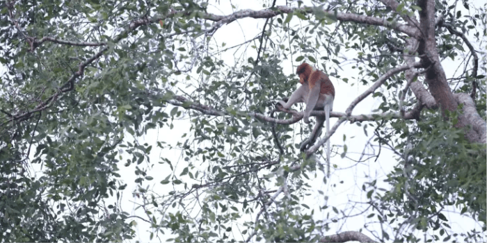 Wisata Eksotis di Kutai Kartanegara