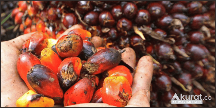 DBH Sawit Mengucur ke Kaltim: Tambahan Dana untuk Pembangunan dan Kesejahteraan Daerah