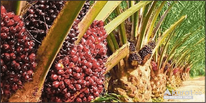 Melonjaknya Harga Tandan Buah Segar (TBS) Kelapa Sawit di Kalimantan Timur: Momen Kenaikan dan Dampaknya bagi Petani