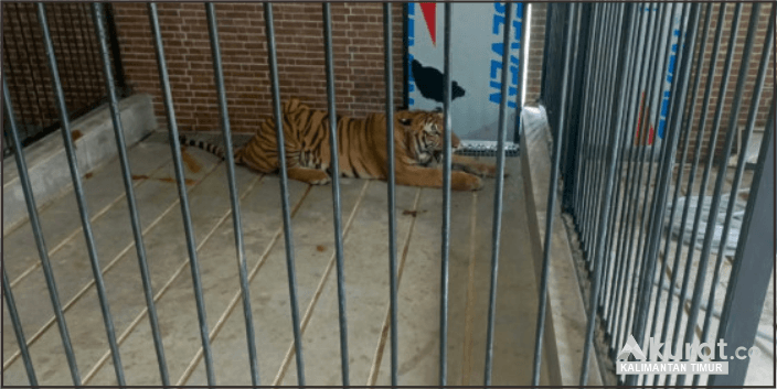 Pemilik Harimau Samarinda Jalani Penahanan Setelah Serangan Terhadap Warga