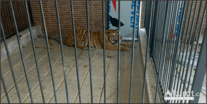 Pemilik Harimau Samarinda Jalani Penahanan Setelah Serangan Terhadap Warga