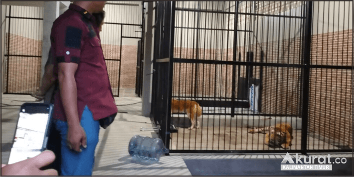 Tewas Diterkam Harimau, Rumahnya Juga Tempat Penampungan Macan Tutul