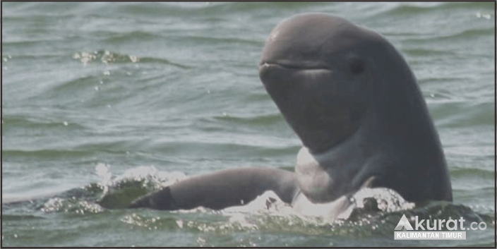 Haru dan Ancaman Punahnya Lumba-lumba Ikonik