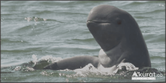 Haru dan Ancaman Punahnya Lumba-lumba Ikonik