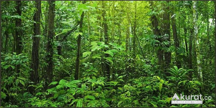 Jelajah Misteri Hutan Kalimantan Utara: Pengalaman Mistis di Hutan Sebatik