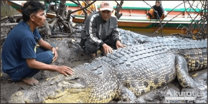 Buaya 'Riska' dan Dua Rekannya Dipindahkan ke Konservasi Tabang Zoo: Upaya Konservasi Sumber Daya Alam