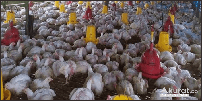 Ratusan Korban Investasi Bodong, Tersangka Dibekuk Setelah Buron