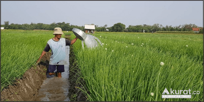 Otorita Ibu Kota Nusantara (OIKN) Memastikan Pertanian Modern dan Ramah Lingkungan di IKN