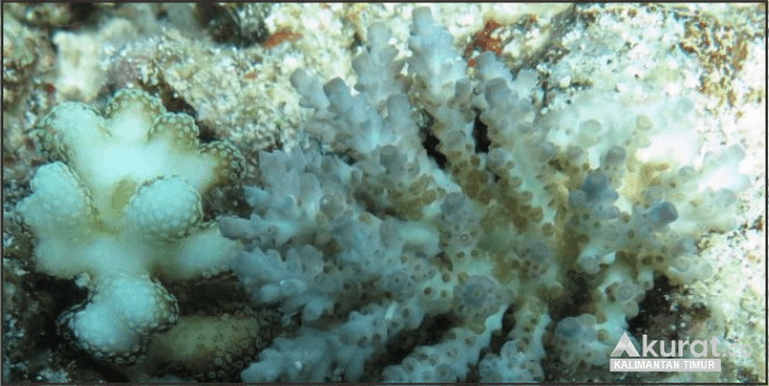 Pemulihan Terumbu Karang di Kawasan Kepulauan Derawan: Metode Rock Pile Berhasil, Mengembang untuk Destinasi Wisata Berkelanjutan