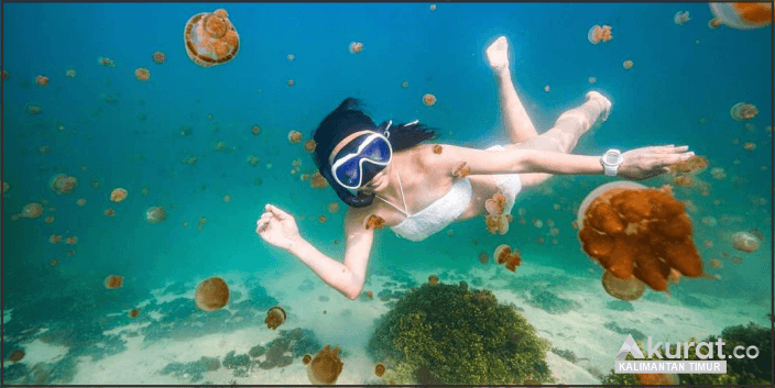 Keindahan Danau Purba di Pulau Kakaban: Rumah bagi Ubur-Ubur Langka Dunia