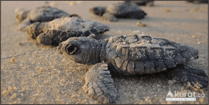 Melepas Tukik ke Laut, Bukan Sekadar Acara Senang-Senang!