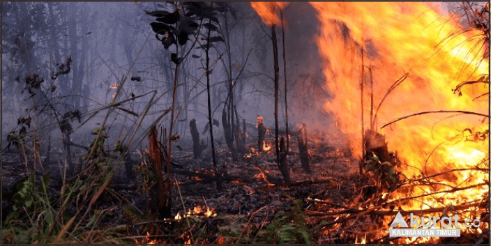 Darurat Karhutla di Kalimantan Timur: BMKG Deteksi 95 Titik Panas, Masyarakat Diminta Waspada
