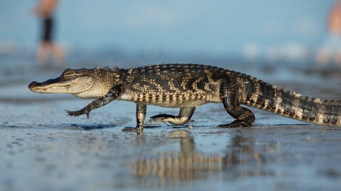 Mengintip Misteri Kalimantan Timur: Pesona Mitos dan Legenda yang Menghiasi Bumi Kenyalang