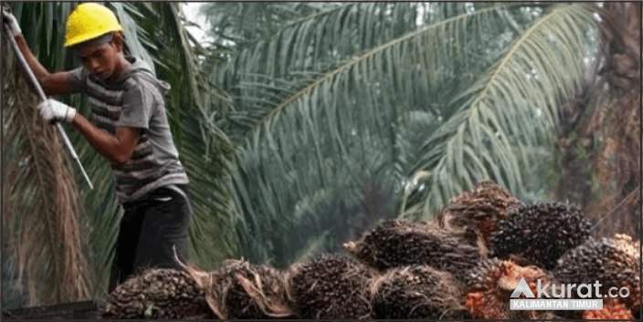 Melihat Tren Kenaikan Harga TBS Sawit di Kaltim: Petani Bersiap Hadapi Tantangan Ekonomi