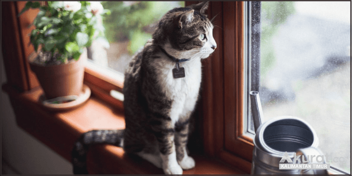 Tips Mengurus Kucing Kesayangan saat Mudik Agar Tetap Bahagia dan Sehat