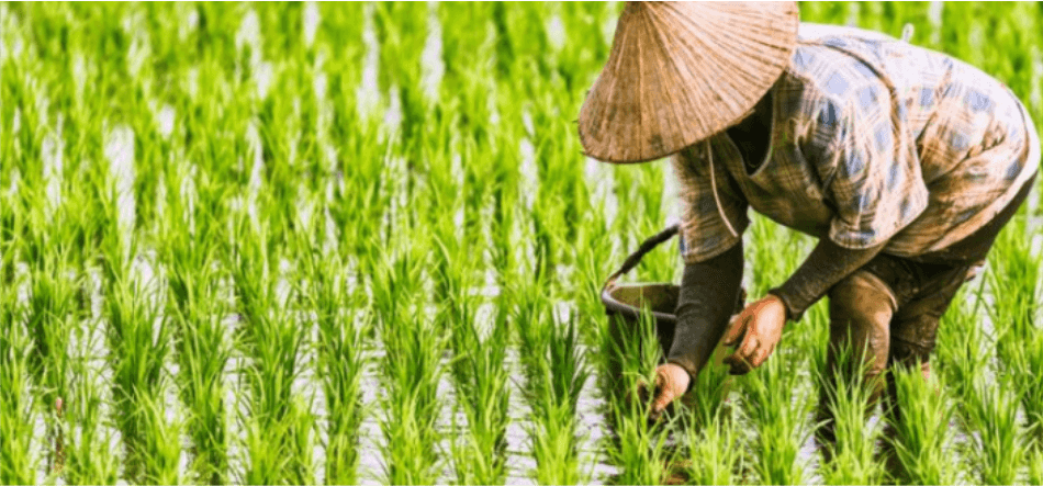 Kaltim Optimalkan 14.000 Hektare Lahan Rawa di 2025